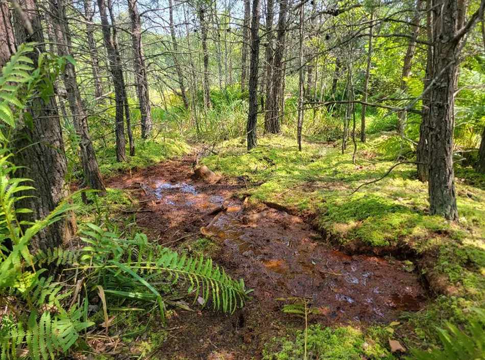 Forested wetland delineated in Frederick County, VA.