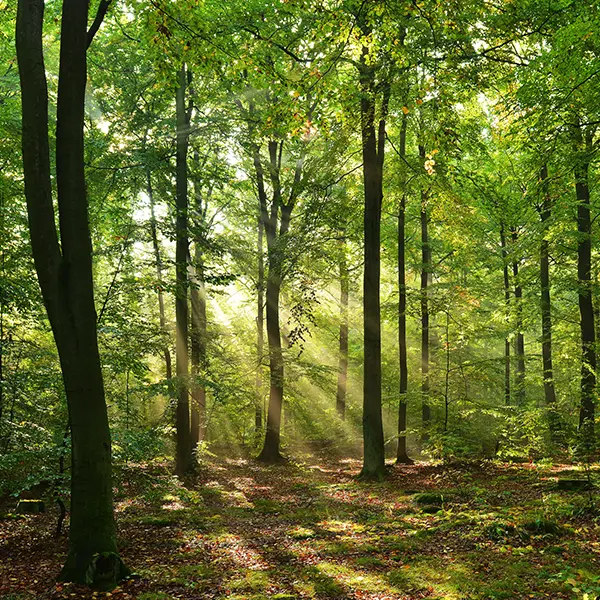 Soils Evaluations in Frederick County, VA